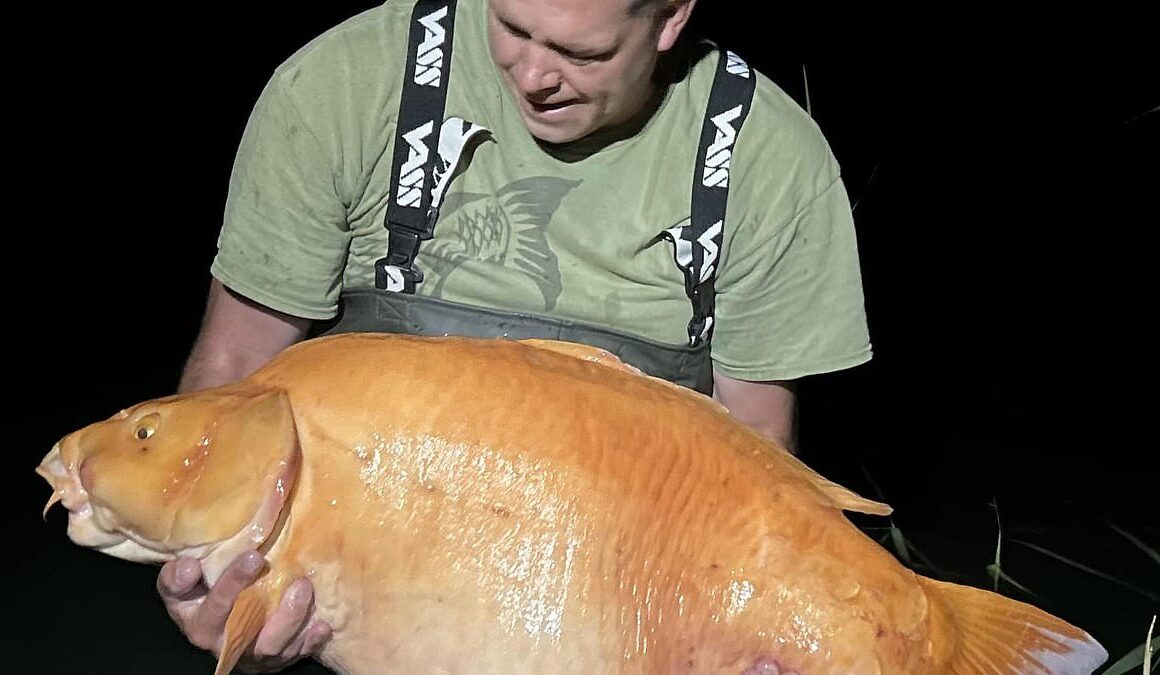 British angler catches the world’s biggest GOLDFISH (but who’s got a bowl big enough for this 61lb 4oz whopper?!)