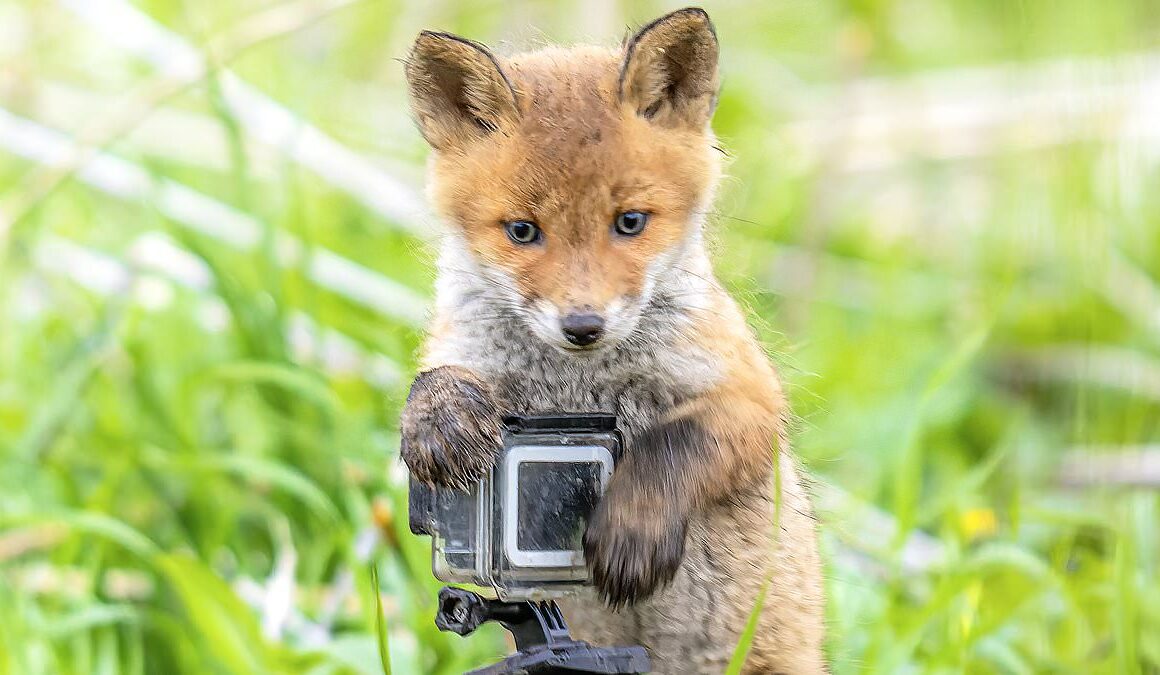 You’re looking foxy! Adorable cubs appear to pose for photos as they play with camera