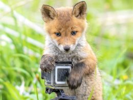 You’re looking foxy! Adorable cubs appear to pose for photos as they play with camera