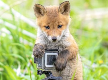 You’re looking foxy! Adorable cubs appear to pose for photos as they play with camera