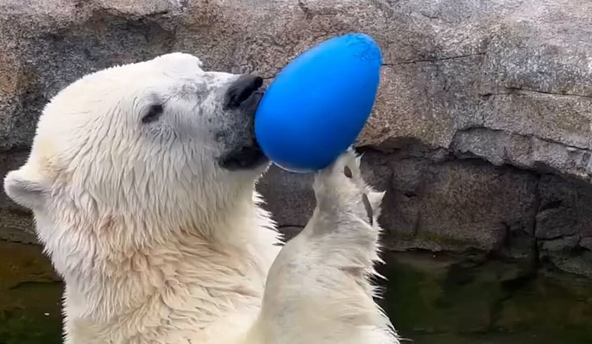 Polar bear tragedy at Canadian zoo after playtime between two predators goes horribly wrong