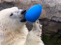 Polar bear tragedy at Canadian zoo after playtime between two predators goes horribly wrong