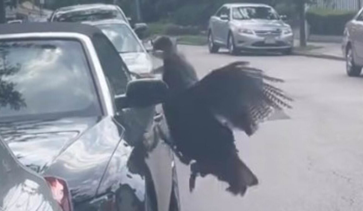 Crazed turkey is filmed attacking Boston woman’s Audi convertible, with angry bird leaving deep scratches in luxury auto’s paintwork