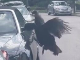 Crazed turkey is filmed attacking Boston woman’s Audi convertible, with angry bird leaving deep scratches in luxury auto’s paintwork