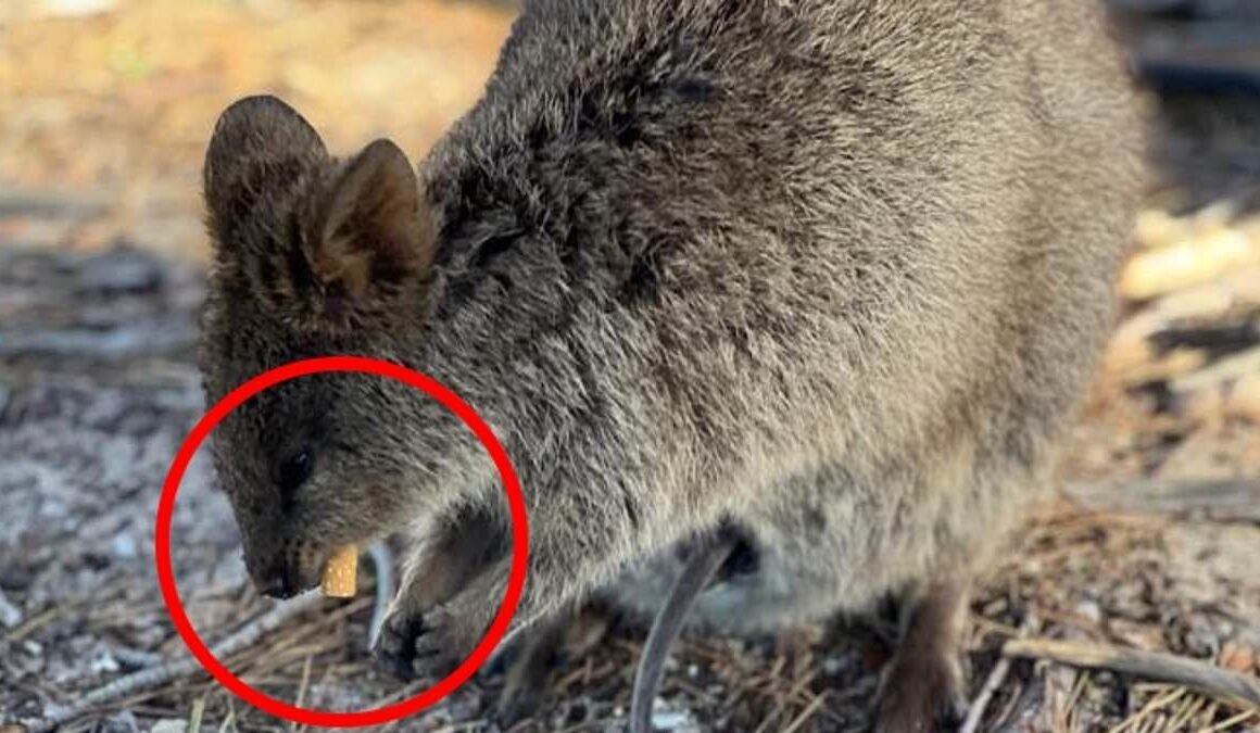 Depressing moment adorable quokka is seen nibbling on a discarded cigarette on Rottnest Island