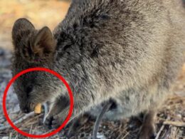 Depressing moment adorable quokka is seen nibbling on a discarded cigarette on Rottnest Island