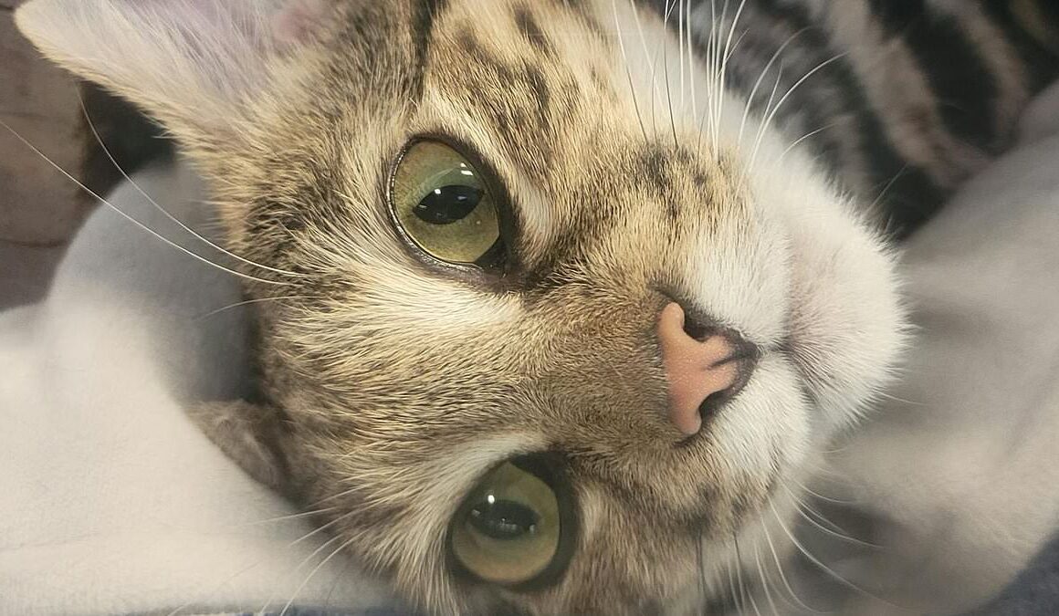 Heartbreak as Utah Zoo’s beloved black-footed cat whose species is world’s deadliest DIES just as staff were about to begin breeding program