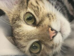 Heartbreak as Utah Zoo’s beloved black-footed cat whose species is world’s deadliest DIES just as staff were about to begin breeding program