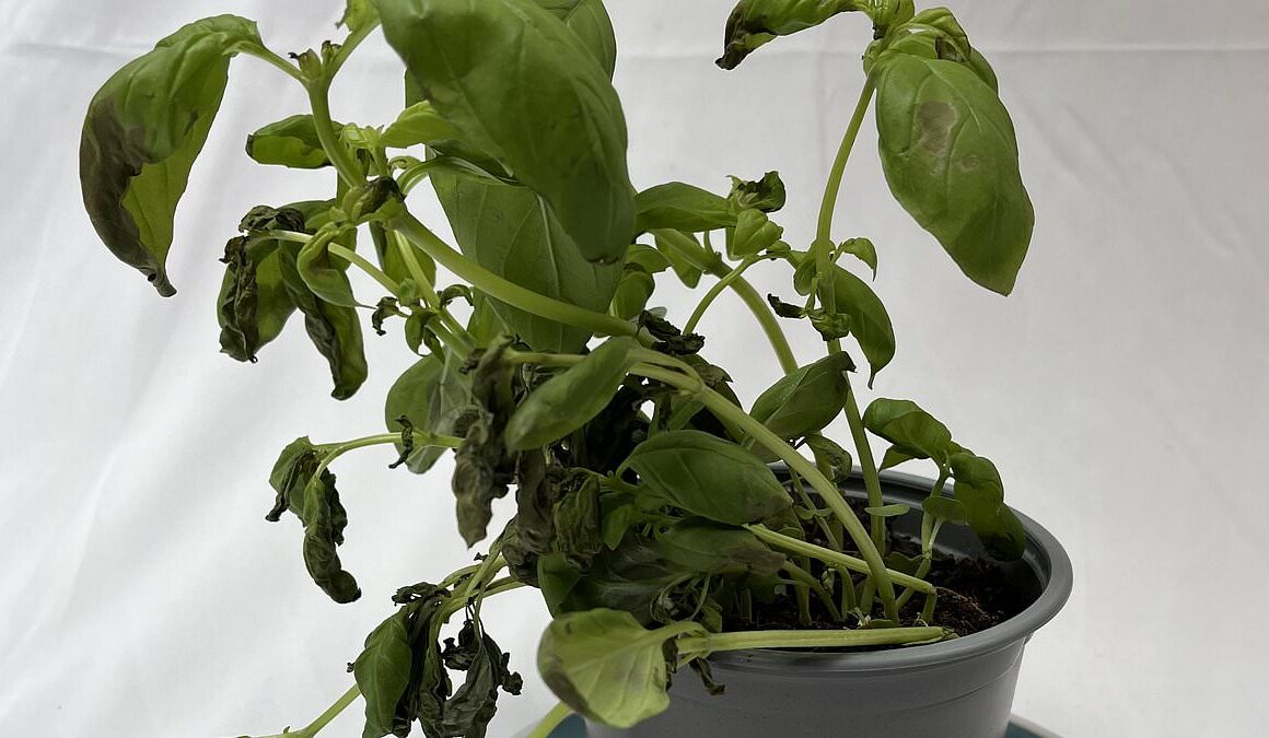 EXCLUSIVERevealed: The reason your basil’s faulty! Why supermarket herbs die after you buy them