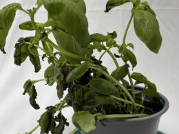 EXCLUSIVERevealed: The reason your basil’s faulty! Why supermarket herbs die after you buy them