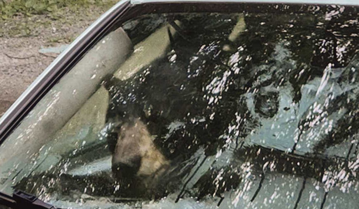 Bearly believable! Mother and her cub climb into vehicle… and it’s a car crash