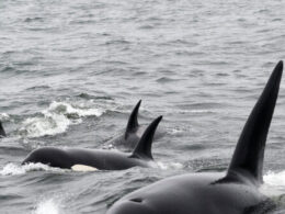 Killer Whales Sink Yacht in the Mediterranean Sea After ‘Terrifying’ Two-Hour Attack