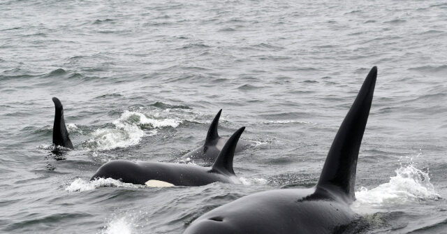 Killer Whales Sink Yacht in the Mediterranean Sea After ‘Terrifying’ Two-Hour Attack