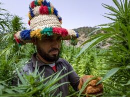 In Morocco, cannabis growers come ‘out of the shadows’