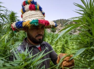 In Morocco, cannabis growers come ‘out of the shadows’