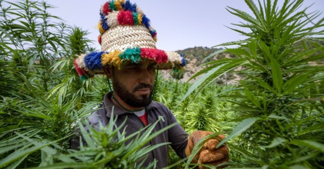 In Morocco, cannabis growers come ‘out of the shadows’