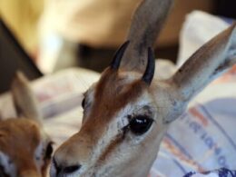 Endangered gazelles find Libyan ‘safe haven’