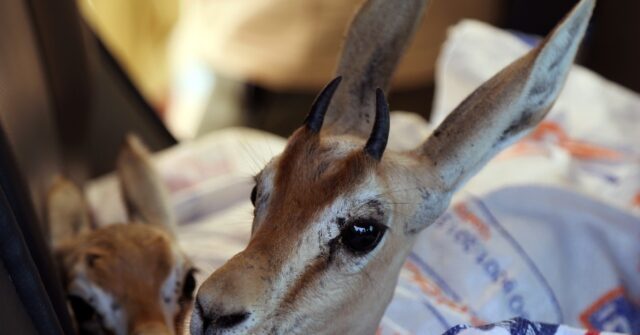 Endangered gazelles find Libyan ‘safe haven’