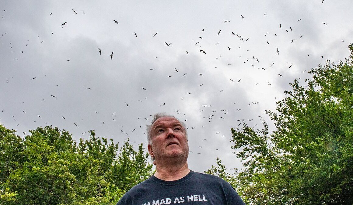 The town invaded by seagulls despite being 30 miles from the nearest beach: Locals’ lives blighted by influx of menacing birds and say it’s like Alfred Hitchcock horror film