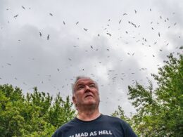 The town invaded by seagulls despite being 30 miles from the nearest beach: Locals’ lives blighted by influx of menacing birds and say it’s like Alfred Hitchcock horror film