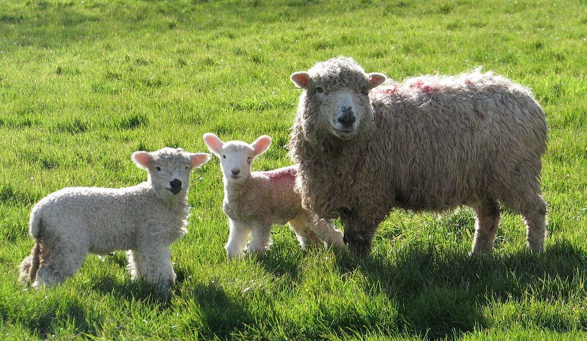 Grieving farmer got home from his father’s funeral to discover crime gang had stolen 300 sheep – as livestock theft around the UK soars