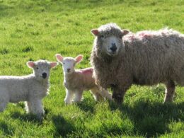 Grieving farmer got home from his father’s funeral to discover crime gang had stolen 300 sheep – as livestock theft around the UK soars