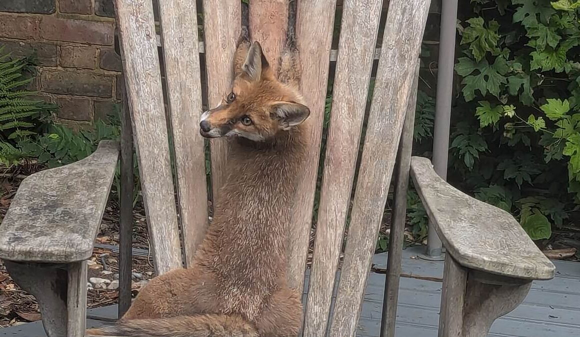 Fox cub rescued after getting paws stuck between slats of garden chair