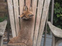 Fox cub rescued after getting paws stuck between slats of garden chair