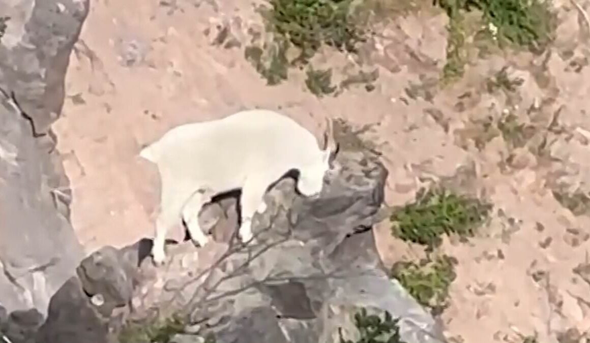 Hikers in shock after spotting ‘rarest’ Rocky Mountain animal in Oregon