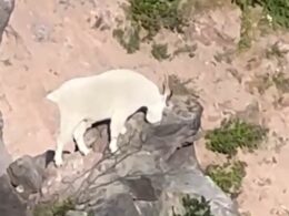 Hikers in shock after spotting ‘rarest’ Rocky Mountain animal in Oregon