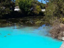 Mystery over why ‘hidden gem’ Humpybong Creek at Moreton Bay, Queensland suddenly turned electric blue – and locals are worried