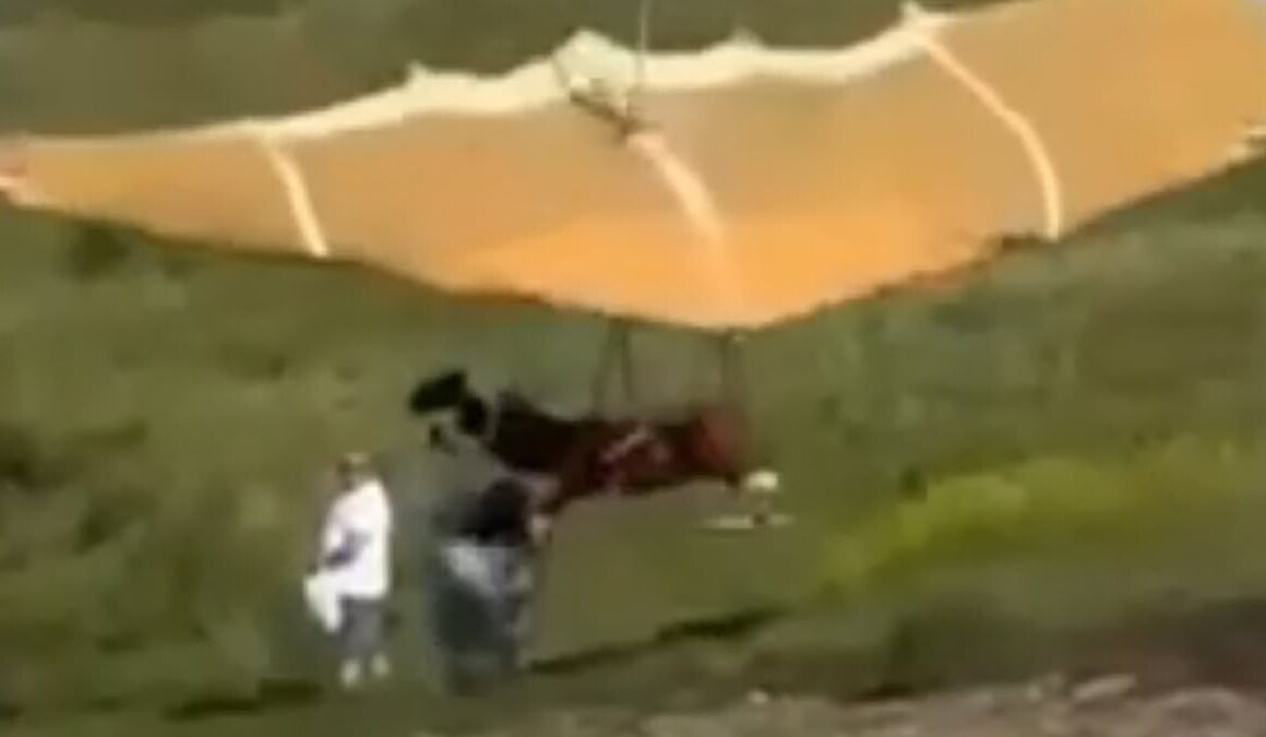 Moment out-of-control paraglider wipes out a hiker while crash landing on his first flight using DIY kit in Russia