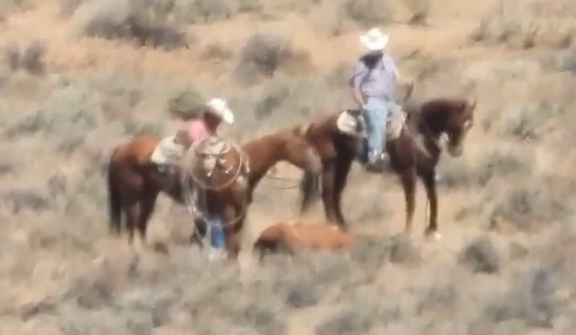 Cowboy sparks fury with ‘vile’ caught on camera act on a wild horse during government-mandated roundup