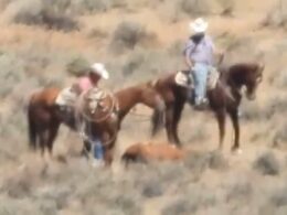 Cowboy sparks fury with ‘vile’ caught on camera act on a wild horse during government-mandated roundup