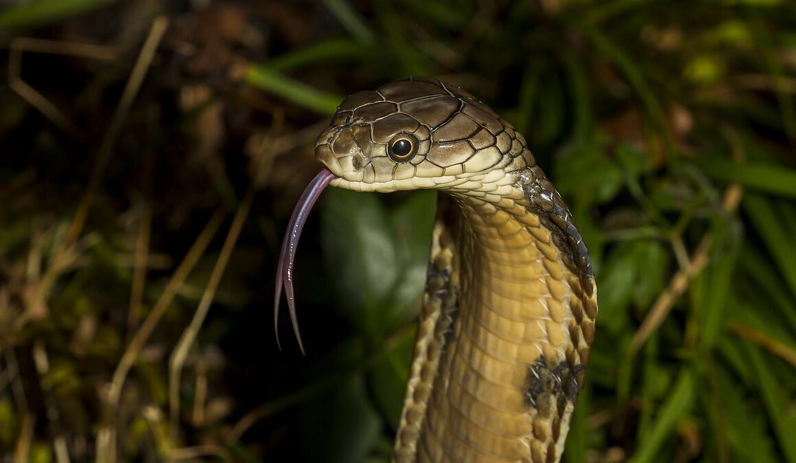 Wyoming locals terrified after report of massive king cobras on the loose… but are furious when they learn the truth