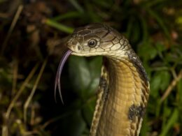 Wyoming locals terrified after report of massive king cobras on the loose… but are furious when they learn the truth