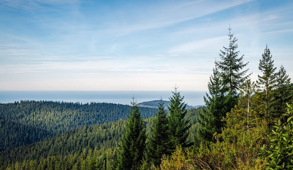 Why tourists are flying across the world to commit bizarre crime in California forests