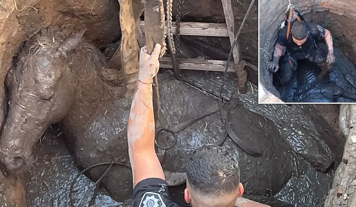 Moment horse trapped in well covered in feces and mud is rescued