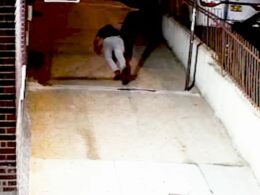 Brazen fraudsters’ attempt at slip-and-fall lawsuit falls flat after hilarious surveillance footage is uncovered