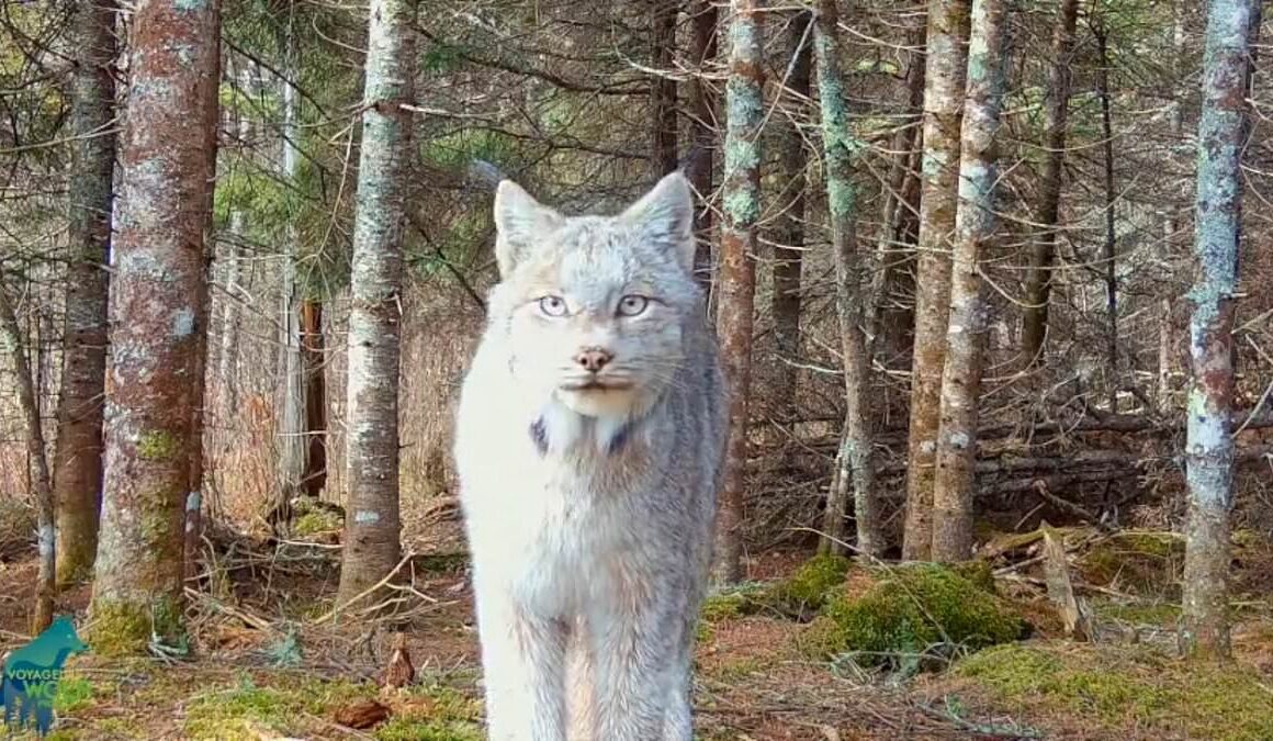 Incredible footage shows stunning and rare animal ‘posing’ for trail cam in remote Minnesota woods