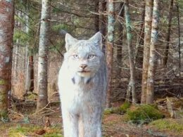 Incredible footage shows stunning and rare animal ‘posing’ for trail cam in remote Minnesota woods