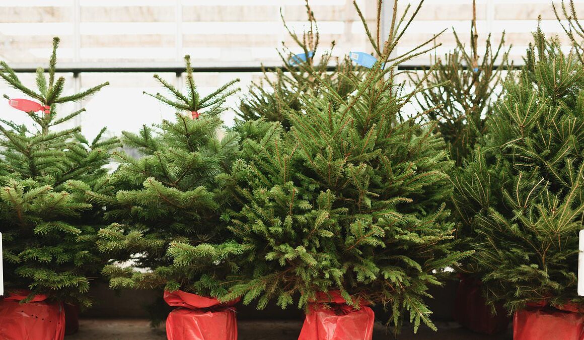 Garden centre starts selling Christmas trees on hottest day of the year: Festive decorations fill shelves as temperature hits 32C