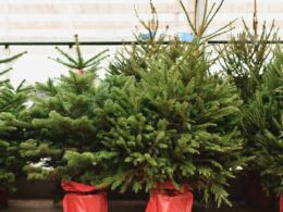 Garden centre starts selling Christmas trees on hottest day of the year: Festive decorations fill shelves as temperature hits 32C