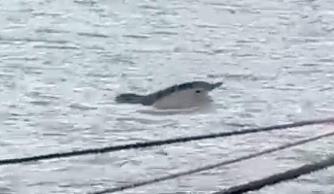 Fears grow for ‘lethargic’ dolphin spotted swimming in the Thames as expert says aquatic mammal ‘shouldn’t really be this far up the river or alone’