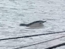 Fears grow for ‘lethargic’ dolphin spotted swimming in the Thames as expert says aquatic mammal ‘shouldn’t really be this far up the river or alone’