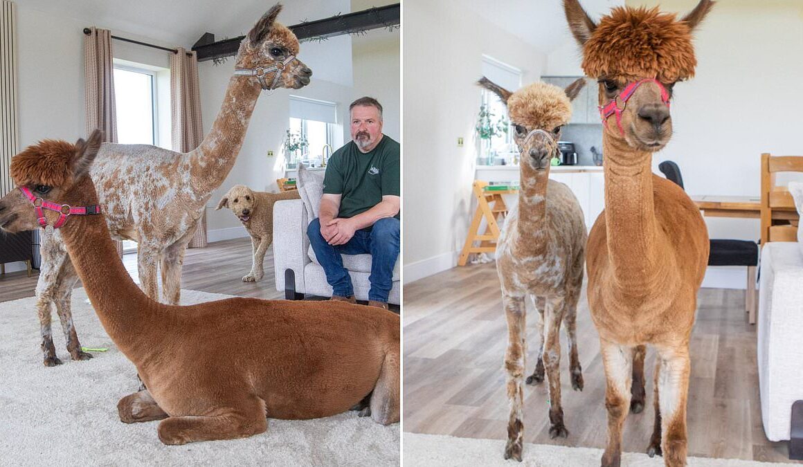 Old enough to know better – but alpaca mum thinks she’s a dog and refuses to move out of her owner’s house