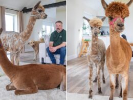 Old enough to know better – but alpaca mum thinks she’s a dog and refuses to move out of her owner’s house