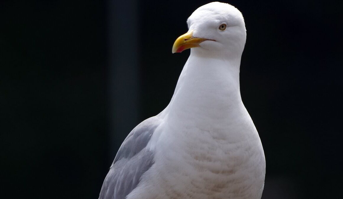 Dorset seagull puts child in HOSPITAL: Young Swedish tourist is attacked while eating a croissant in Lyme Regis