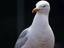 Dorset seagull puts child in HOSPITAL: Young Swedish tourist is attacked while eating a croissant in Lyme Regis