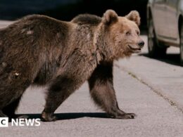 A bear mauled a Romanian teen to death. Will a cull solve the problem?